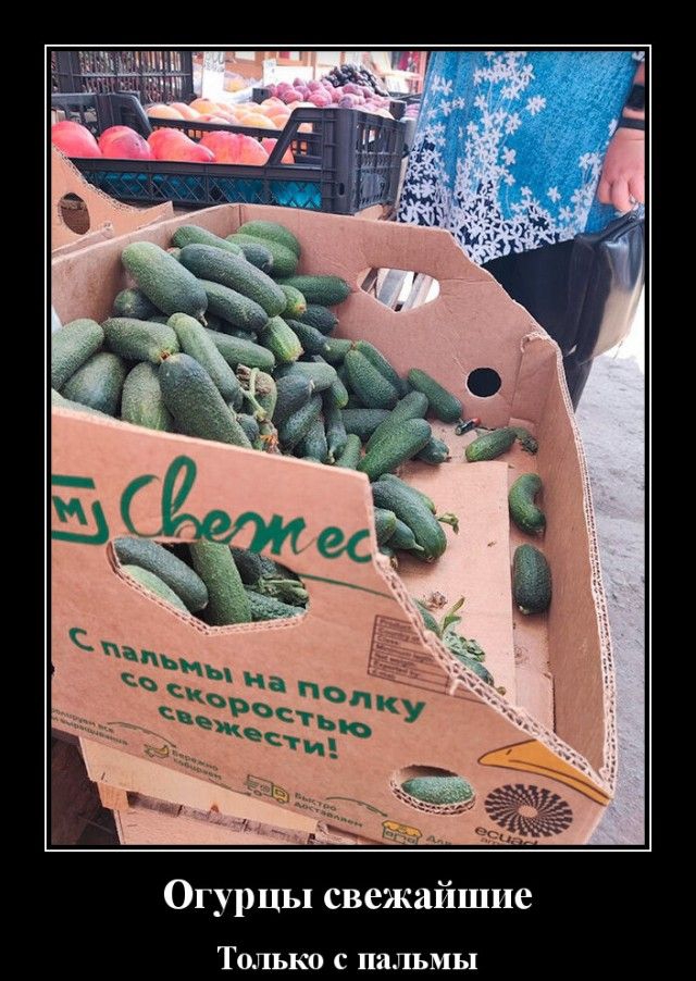 Огурцы свежайшие Только с пальмы