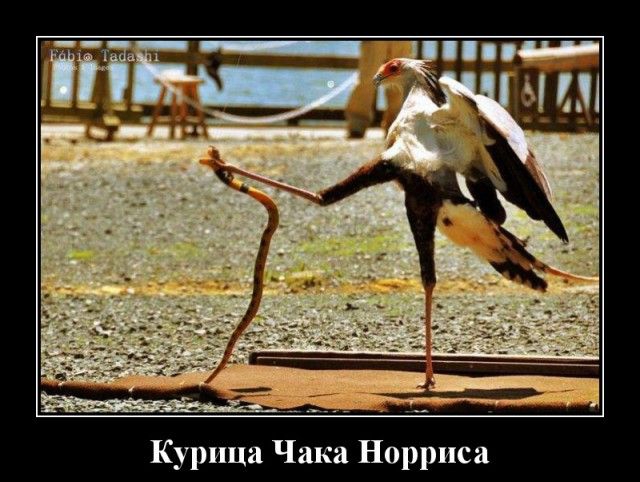 Курица Чака Норриса