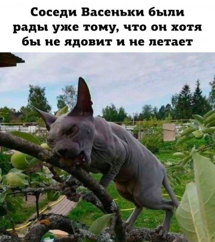 Соседи Васеиьки были рады уже тому что он хотя бы не ядовит и не летает