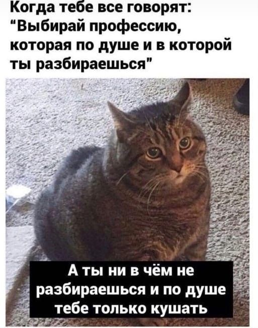Когда те е все говорят Выбирай профессию которая по душе и в которой ты разбираешься А ты ни в чём не разбираешься и по душе тебе только кушать