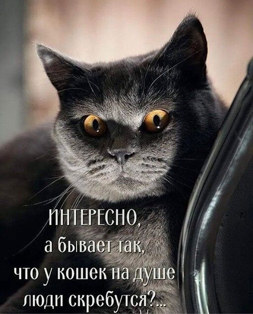 Пнтп есно, что у коше люди скребутс