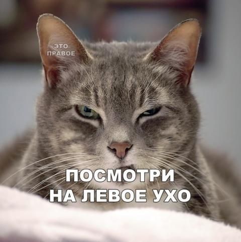 О