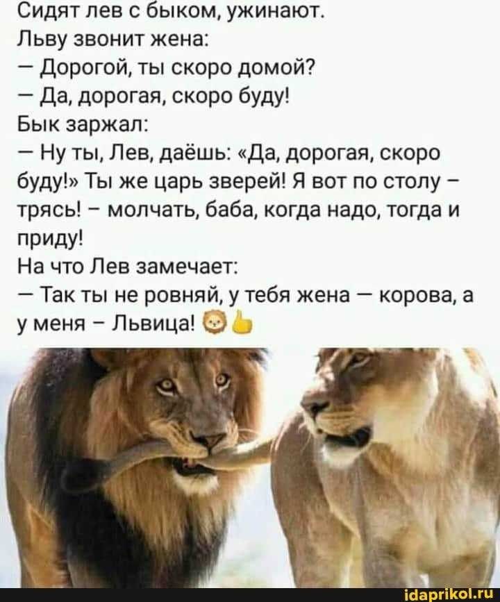 Сидят лев с быком ужинают Льву звонит жена Дорогой ты скоро домой Да дорогая скоро буду Бык заржал Ну ты Лев даёшь Да дорогая скоро буду Ты же царь зверей Я вот по столу трясь молчать баба когда надо тогда и приду На что Лев замечает Так ты не ровняй у тебя жена корова а у меня Львица іЫа гіКЫжм