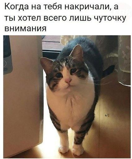 Когда на тебя накричали 3 Ты хотел ВСЭГО ЛИШЬ ЧУТОЧКУ ВНИМЗНИЯ