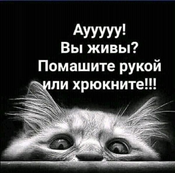 АУУУУУ Вы живы Помашите рукой ли хрюкните