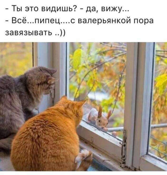 ты это видишь?  Да, вижу...  Всё...пипец....с валерьянкой пора завязывать ..