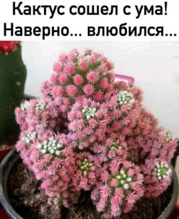 Кактус сошел с ума Наверно влюбился