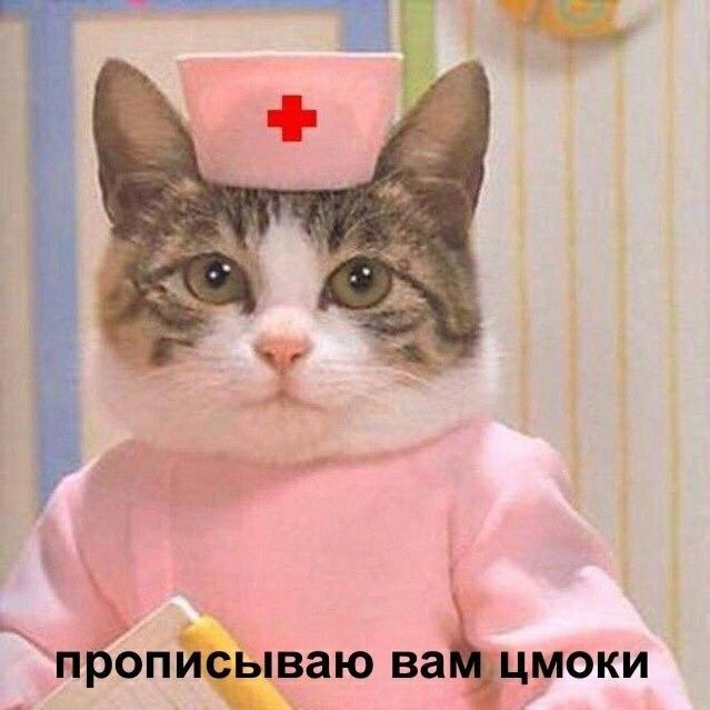 гібё избитраю ваЕцмоки