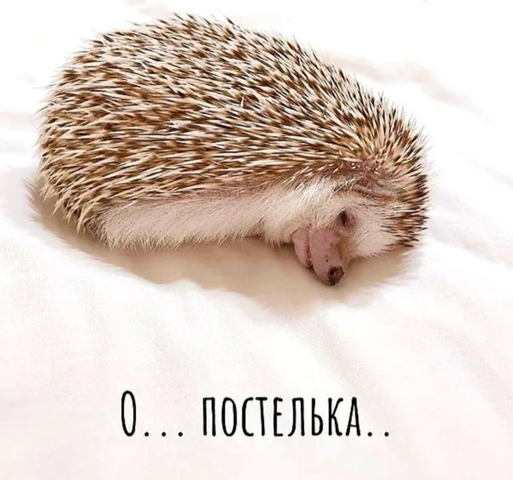 0 ПОПЕЛЬКА