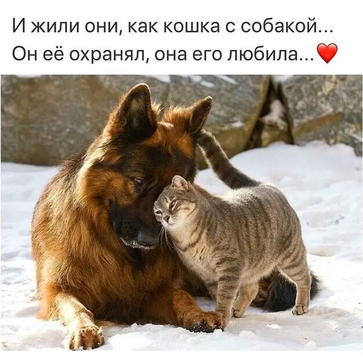 И жили они как кошка с собакой Он её охранял она его любила