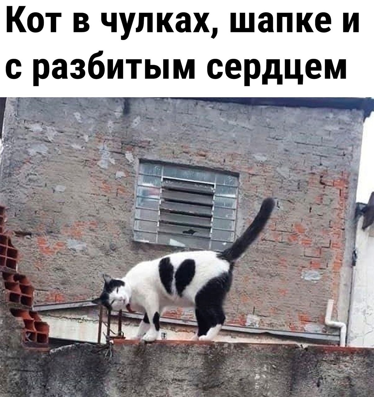 Кот в чулках, шапке и с разбитым сердцем ъъ за ъ й  э па 2 й: с 