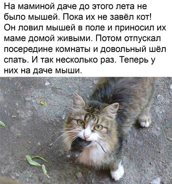 На маминой даче до этого лета не было мышей Пока их не завёл кот Он повил мышей в поле и приносил их маме домой живыми Потом отпускал посередине комнаты и довольный шёл спать И так несколько раз Теперь у НИХ на даче МЫШИ