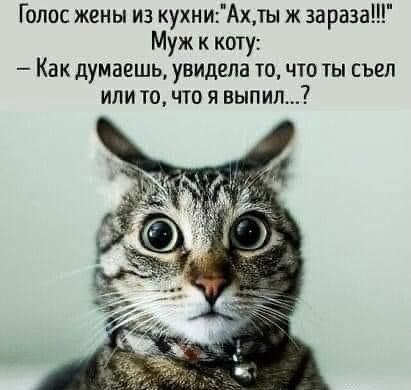 Голос жены из кухниАхты ж зараза Муж к коту Как думаешь увидела точто ты съел или точто я выпил