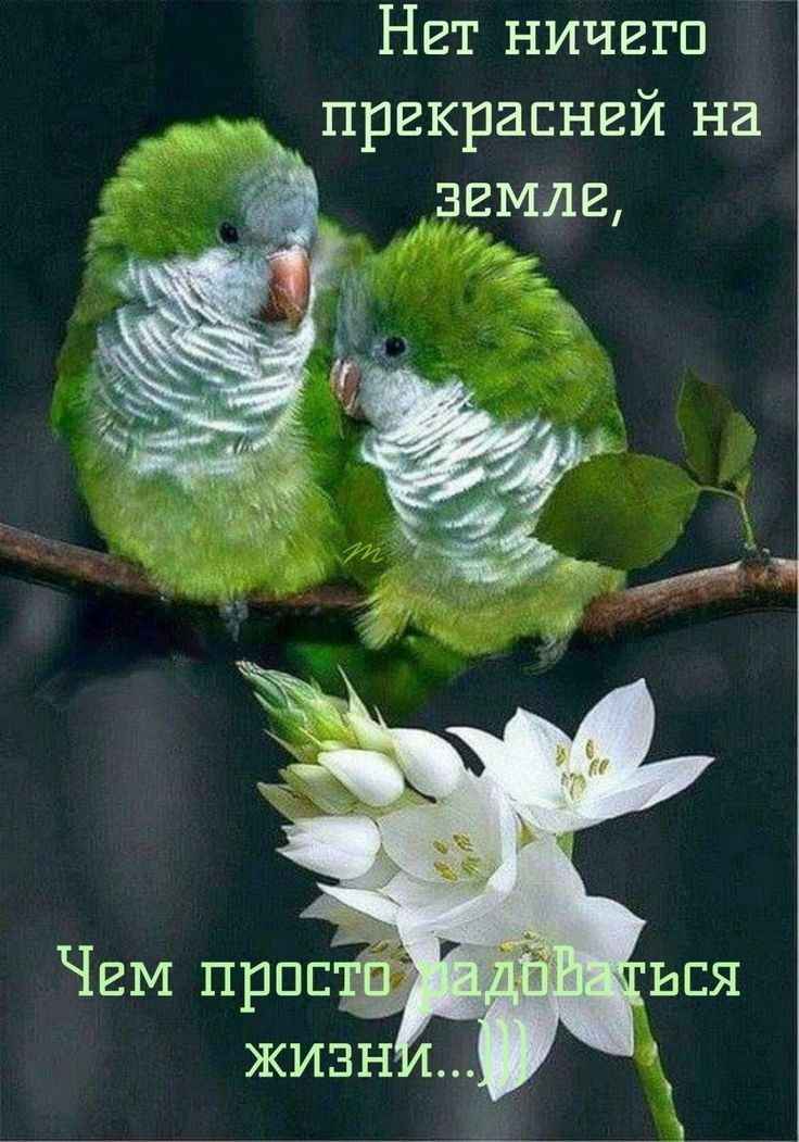 Нет ничего прекрасней на