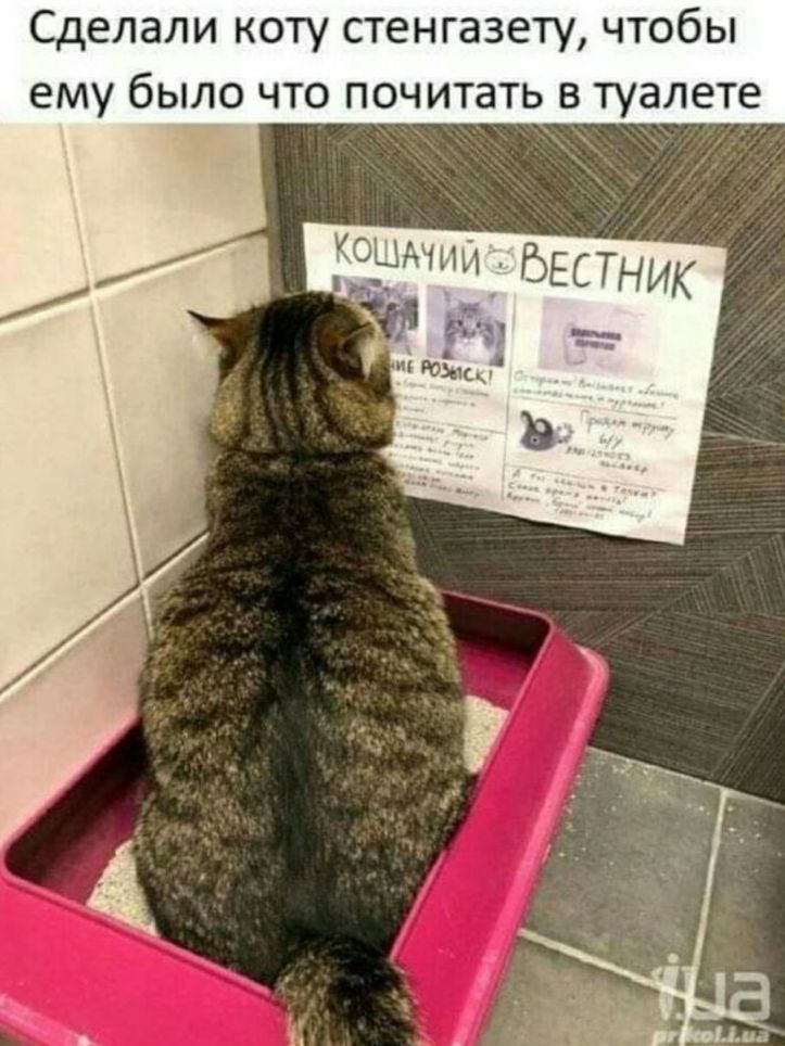 Сделали коту стенгазету чтобы ему было что почитать в туалете