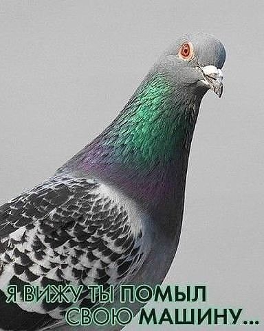 МАШИНУ