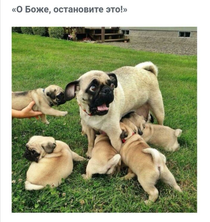 О Боже остановите это