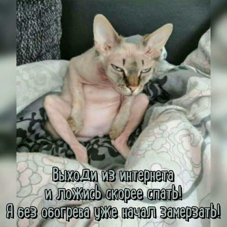 амерзато иСокорееТетатЬ 68 орАт В ПЕНВЛ ВВОУЩИ ИО СЬ СК В й