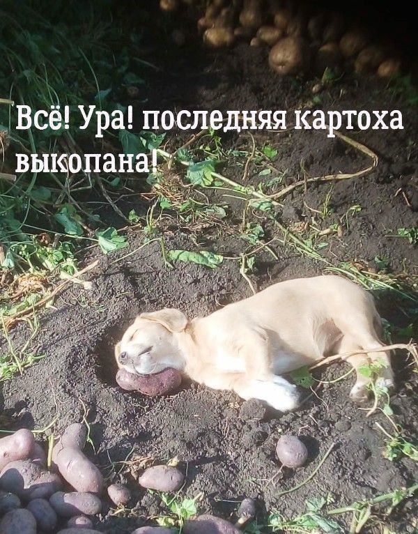 Всё Ура прслрдняя картоха рыщорана _