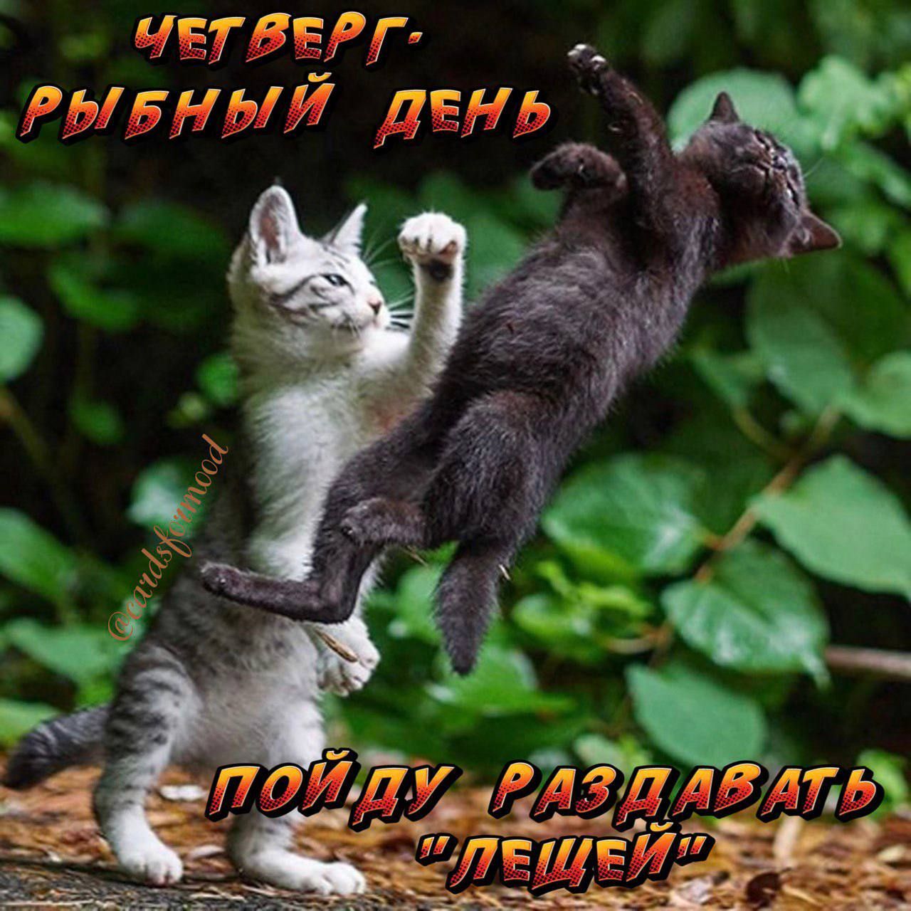 ЧЕТБЕРГ гигный деньдм