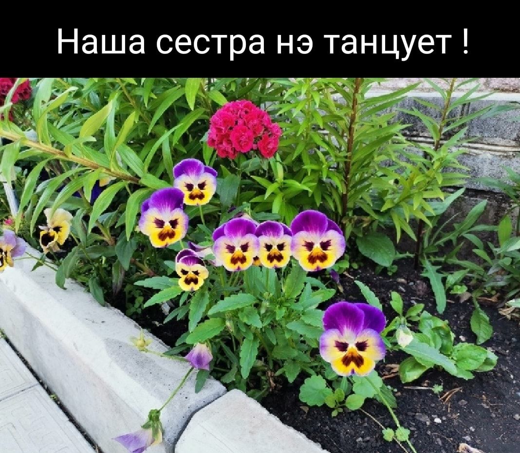 Наша сестра нэ танцует