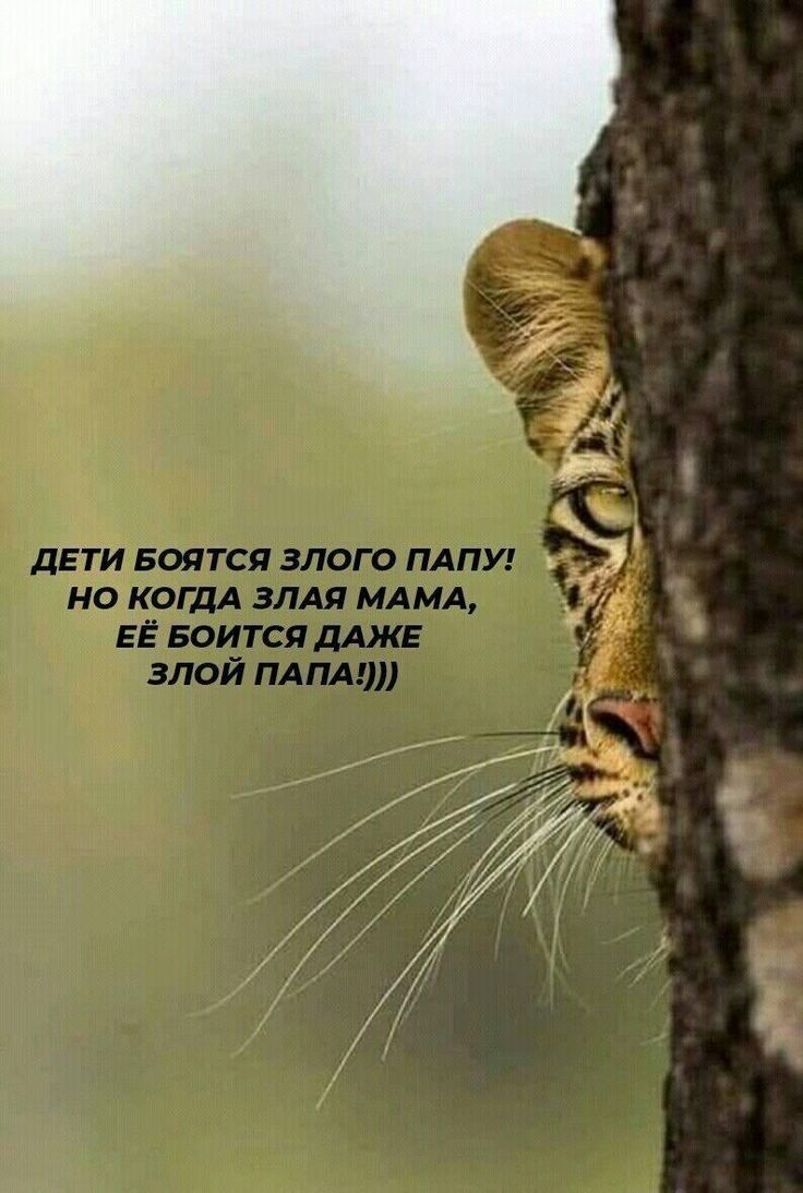 р