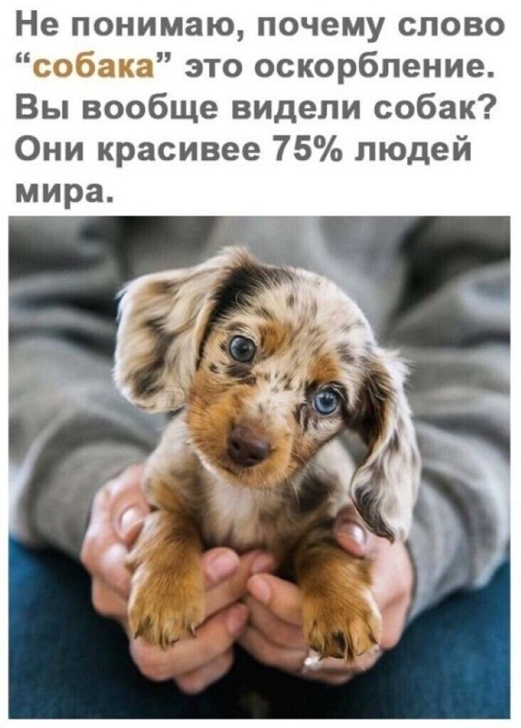 Не понимаю почему слово собака это оскорбление Вы вообще видели собак Они красивее 75 людей