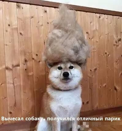 втичиый парик