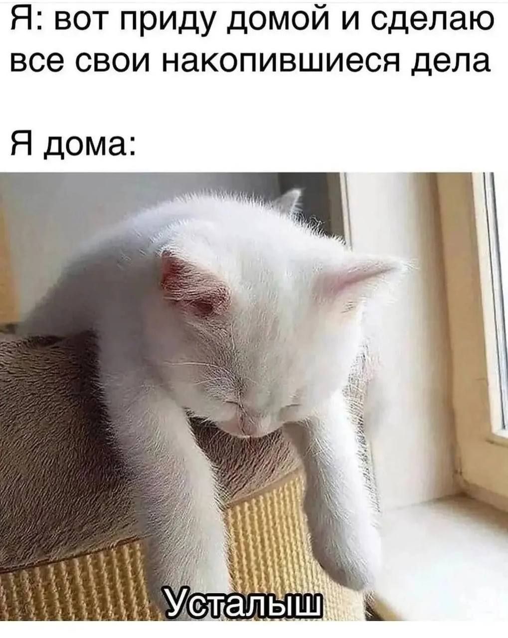 Уставший котик. Усталый кот. Уставший кот. Котик устал. Кошка устала.