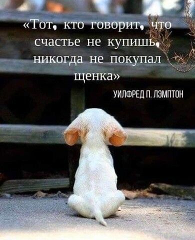 счастье не купишіі никохдеше лоции щенка уилшршплэмптон