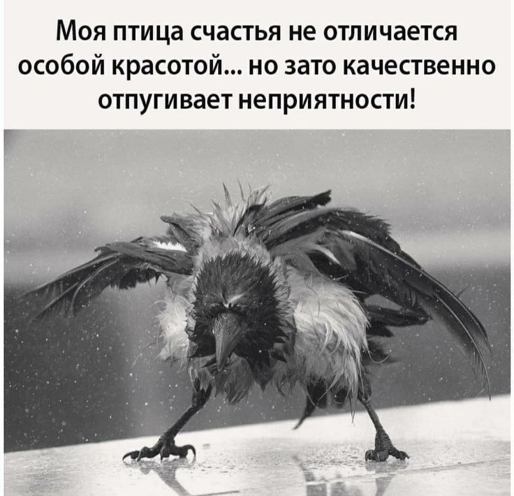 Моя птица счастья не отличается особой красотой но зато качественно отпугивает неприятности