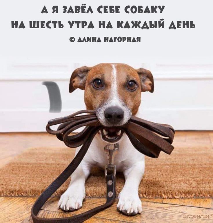 А П АВЁА ББ СОБАКУ А ШЕСТЬ УТРА НА КАЖАНЙ АЕНЪ о мим идгогиц