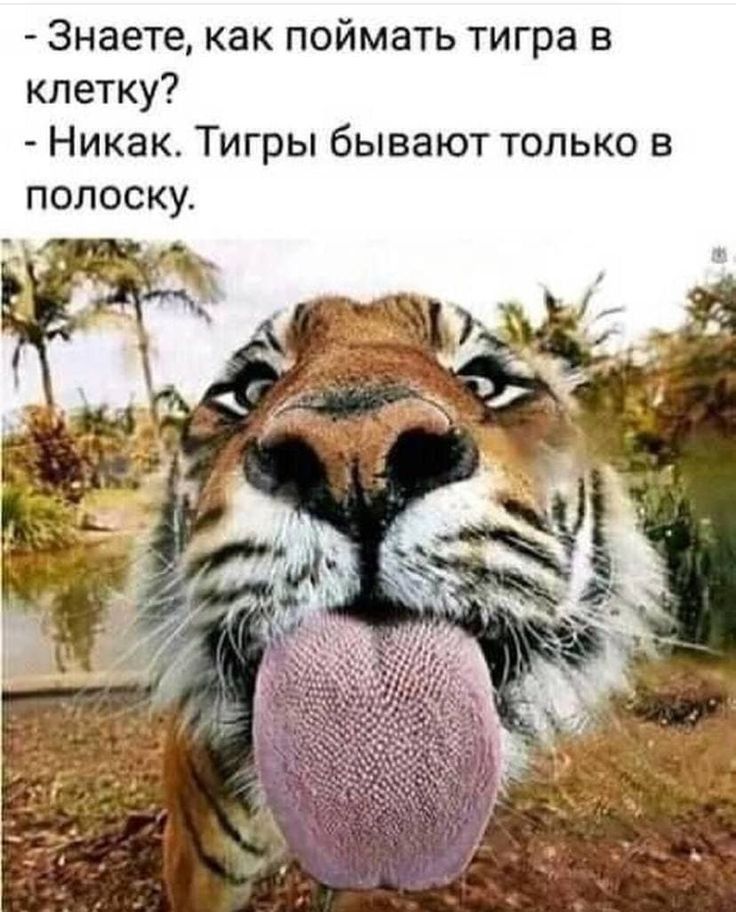 Знаете как поймать тигра в клетку Никак Тигры бывают только в полоску