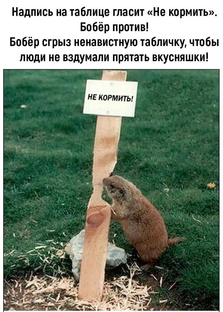 Надпись на таблице гласит Не кормить Бобёр против Бобёр сгрыэ ненавистную табличку чтобы люди не вздумали прятать вкусняшки НЕ кормить