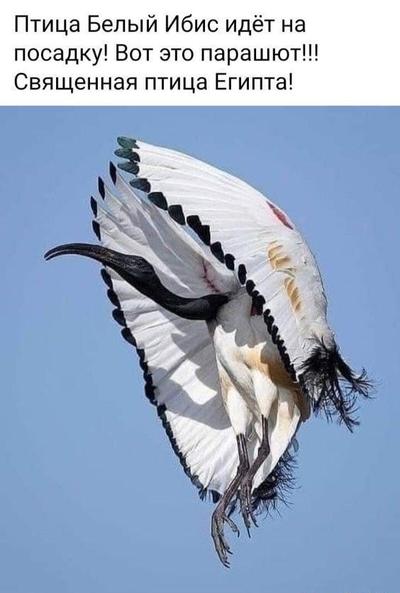 Птица Белый Ибис идёт на посадку Вот это парашют Священная птица Египта
