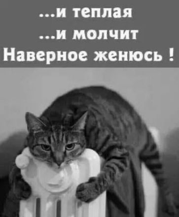 и теплая и молчит Наверное женюсь