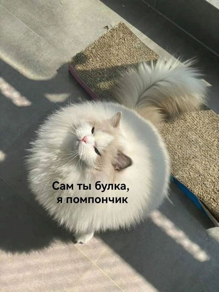 э м ты бул ка помпончик