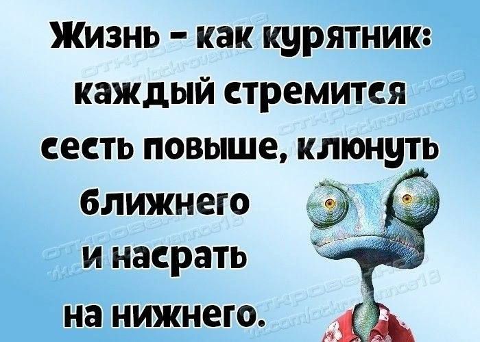 Жизнь как курятник каждый стремится сесть повыше плюнуть ближнего и насрать на нижнего