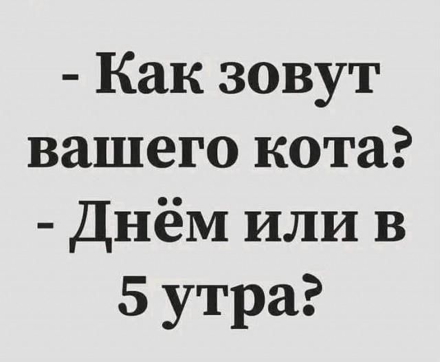 Как зовут вашего кота Днём или в 5 утра