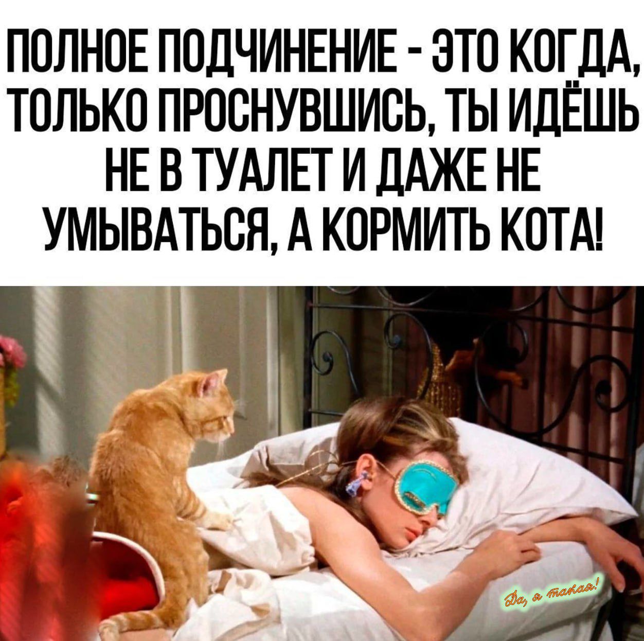 ПОЛНОЕ ПОДЧИНЕНИЕ - ЭТО КОГДА, ТОЛЬКО ПРОСНУВШИСЬ, ТЫ ИДЁШЬ НЕ В ТУАЛЕТ И ДАЖЕ НЕ УМЫВАТЬСЯ, А КОРМИТЬ КОТА!