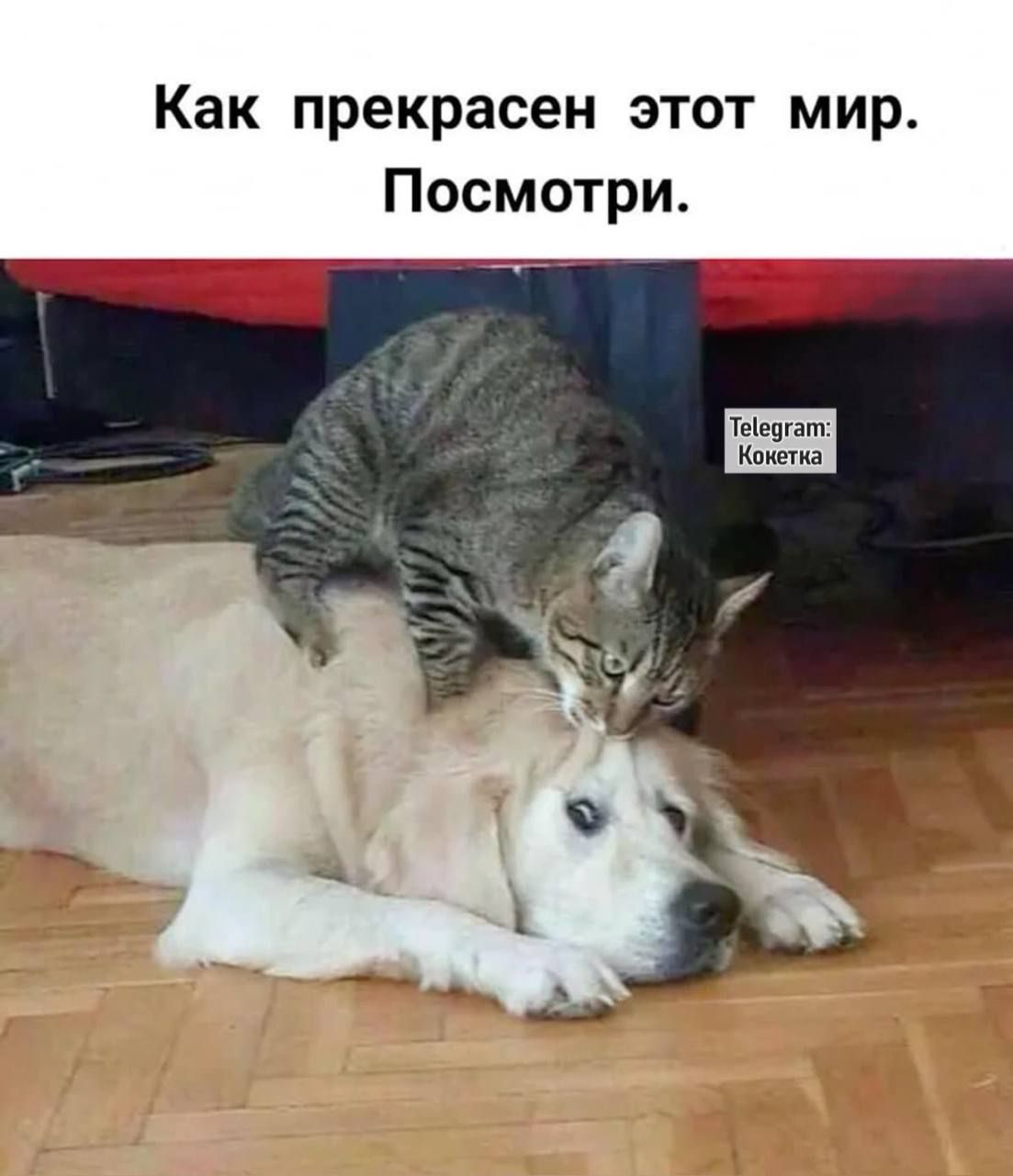 Как прекрасен этот мир. Посмотри.