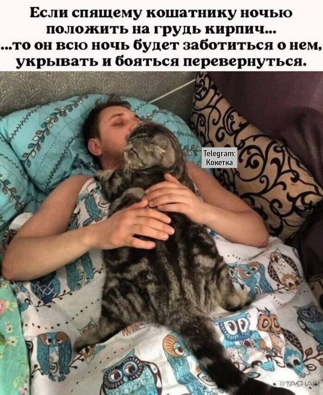 Если спящему кошатнику ночью положить на грудь кирпич... ...то он всю ночь будет заботиться о нем, укрывать и бояться перевернуться.