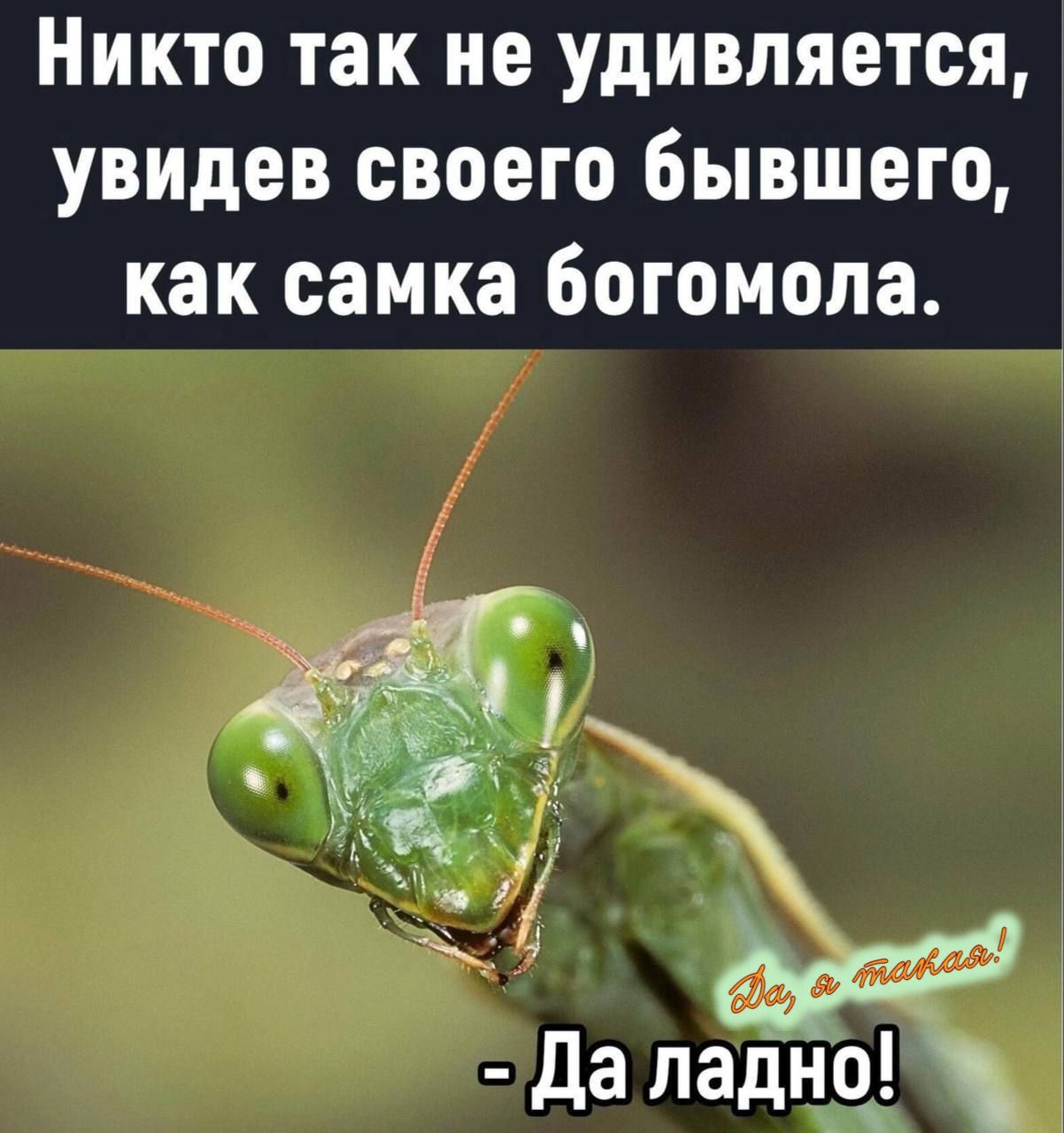 Никто так не удивляется, увидев своего бывшего, как самка богомола.
- Да ладно!