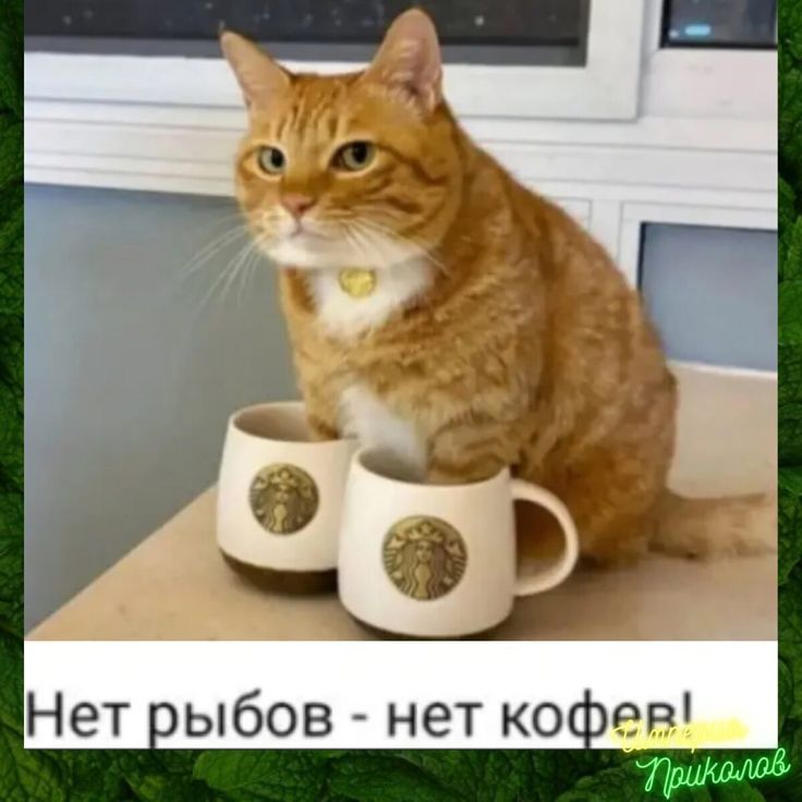 Нет рыбов - нет кофе!