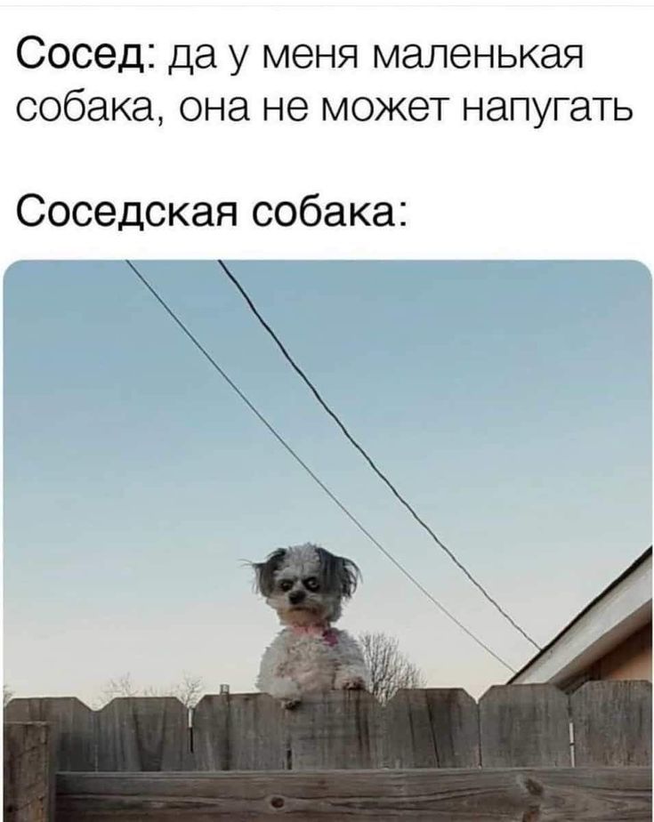 Сосед: да у меня маленькая собака, она не может напугать
Соседская собака: