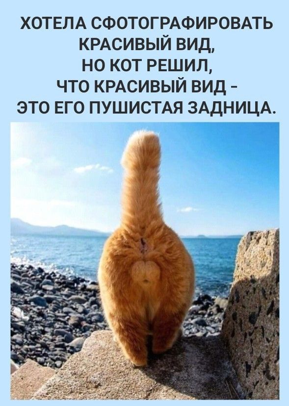 ХОТЕЛА СФОТОГРАФИРОВАТЬ КРАСИВЫЙ ВИД, НО КОТ РЕШИЛ, ЧТО КРАСивый ВИД - ЭТО ЕГО ПУШИСТАЯ ЗАДНИЦА.