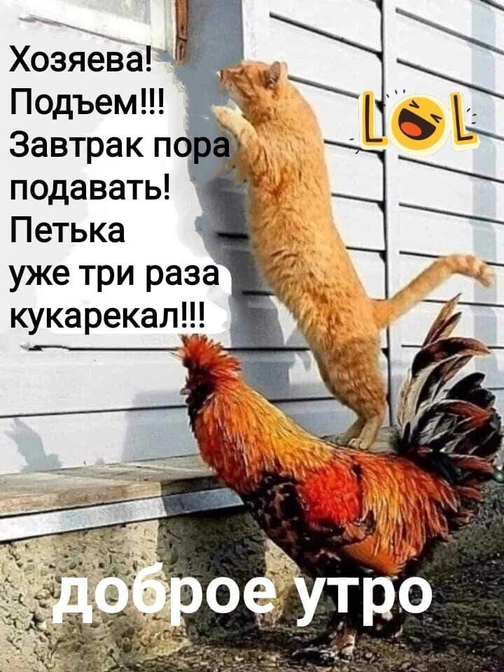 Хозяева! Подъём!!! Завтрак пора подавать! Петя уже три раза кукарекал!!! доброе утро