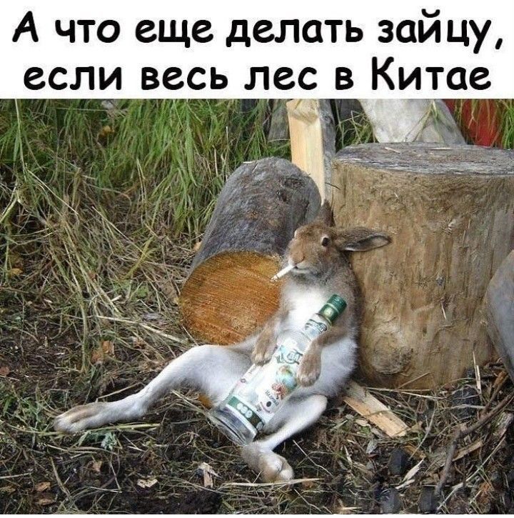 А что еще делать зайцу, если весь лес в Китае