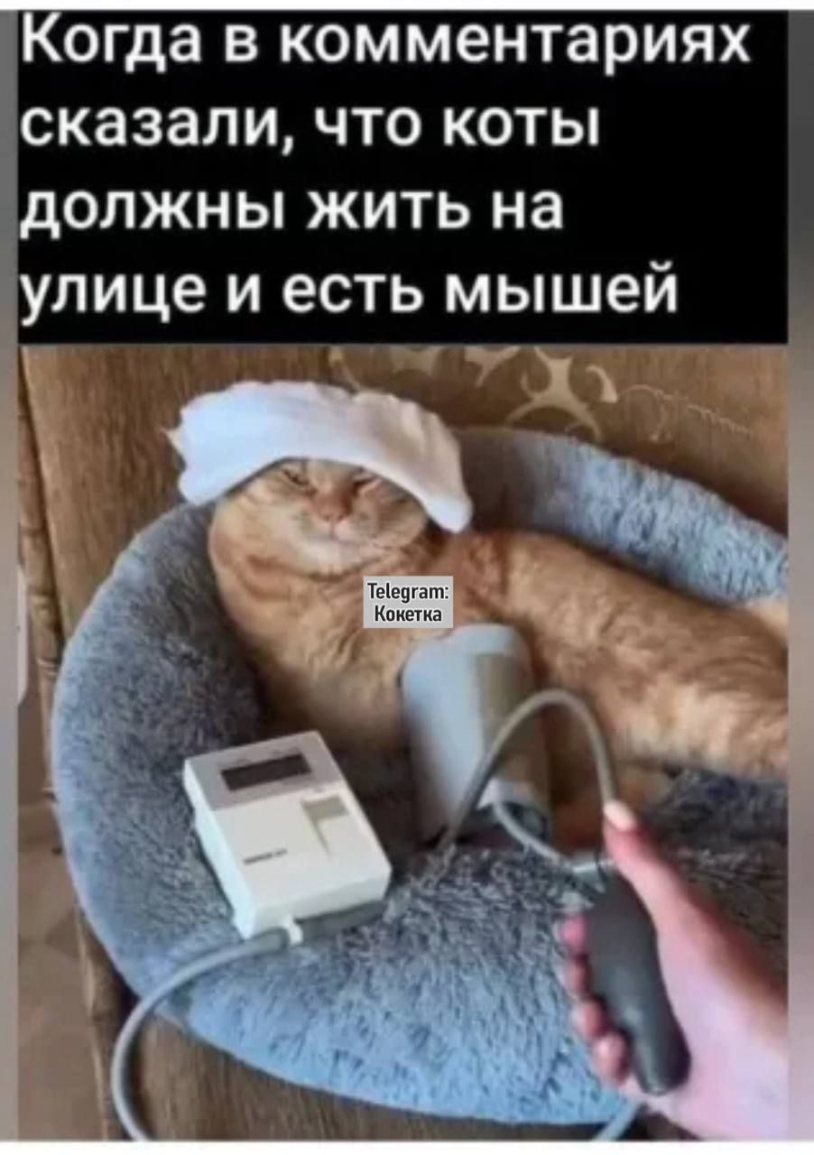 Когда в комментариях сказали, что коты должны жить на улице и есть мышей
