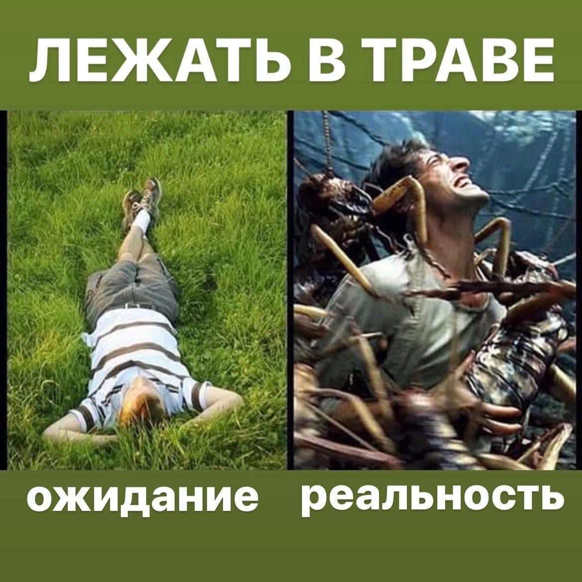 ЛЕЖАТЬ В ТРАВЕ
ожидание
реальность